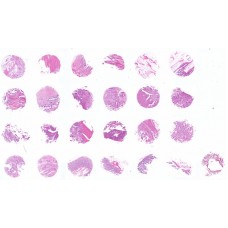 CO242c