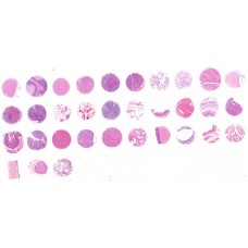 FDA331c