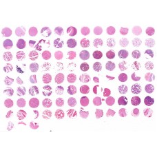 FDA999-L831