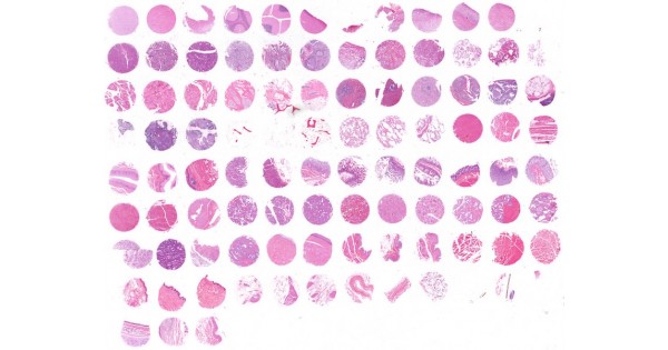 FDA999w8 Multi-normal human tissues array, representing FDA guideline ...