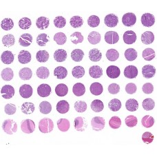 GL631a