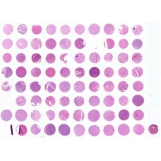 GL803-L48
