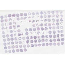 HProA150PG01