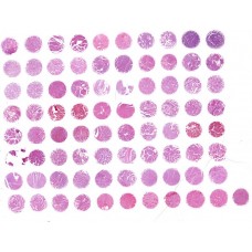 KD809a