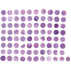 LY803a