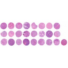 MC243c