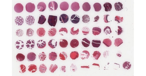 RA601 Rat (Wistar strain), Male, multiple organ normal tissue array, 2 ...