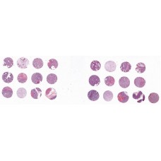 T054c