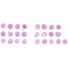 T094a